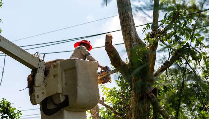Tree care and maintenance services in West Seattle