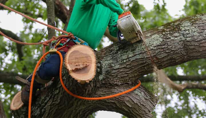 A team of workers removing a large tree from a residential property in West Seattle, with ropes and pulleys to guide the tree's fall