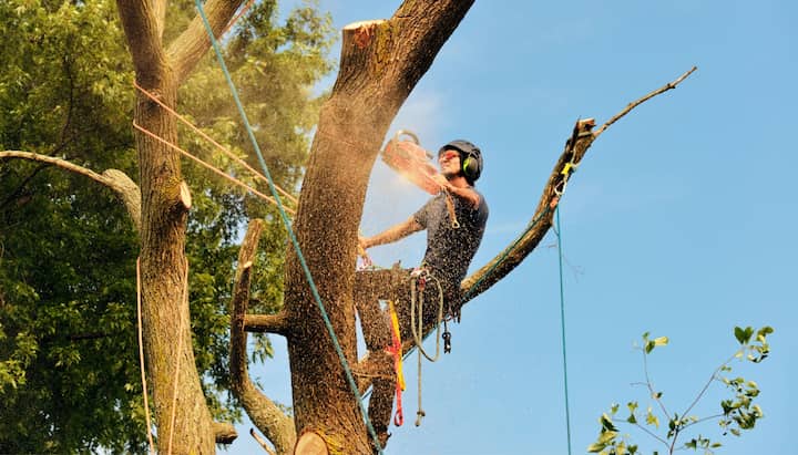 Tree removal contractors in West Seattle
