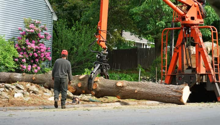 Tree removal contractors in West Seattle