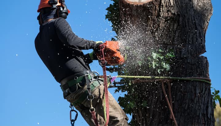 Tree removal solutions in West Seattle