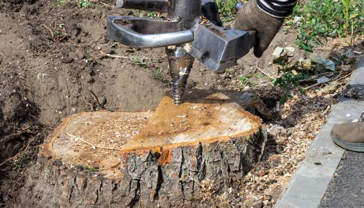 A close-up of a tree stump being removed with a stump grinder machine in West Seattle