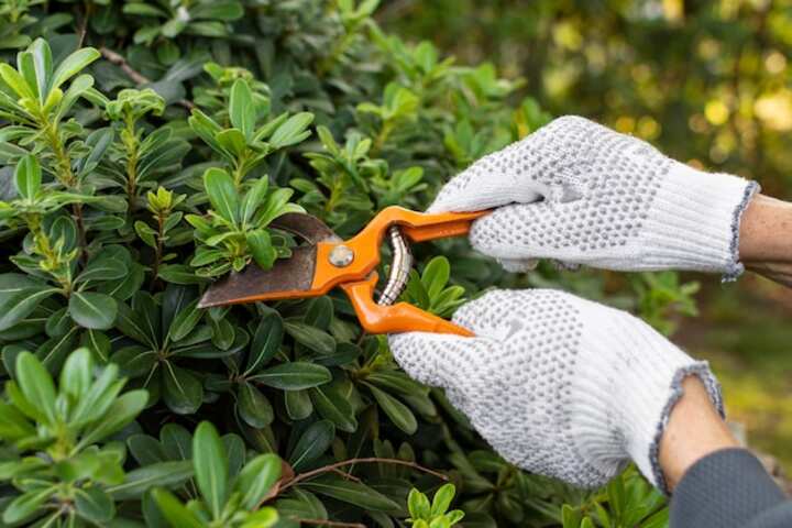 close up cutting planwaterdamage metairiela.comt leaves 23 2148905236