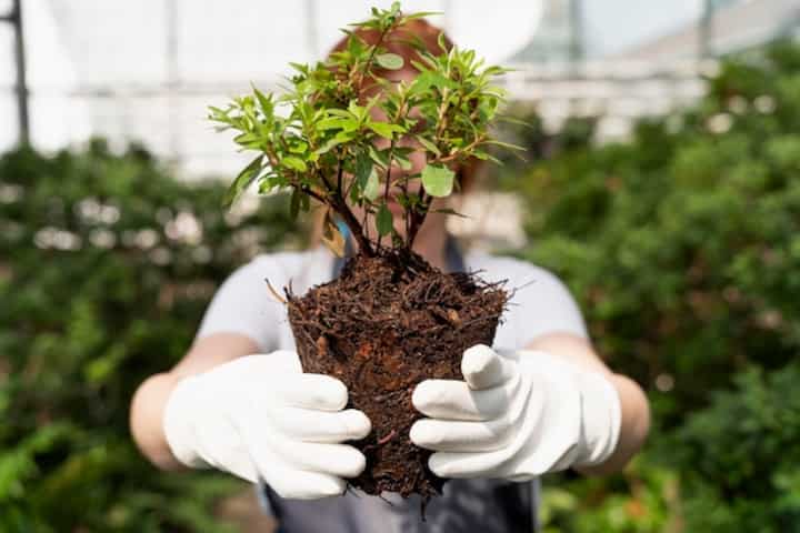 redhead woman taking care her plants greenhouse 23 2149037284