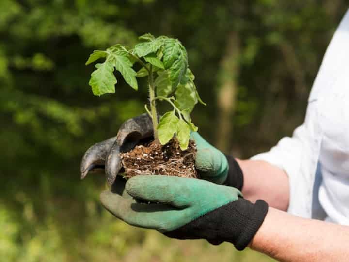 side view woman holding little plant her arms 23 2148580069 1